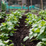 organic gardening